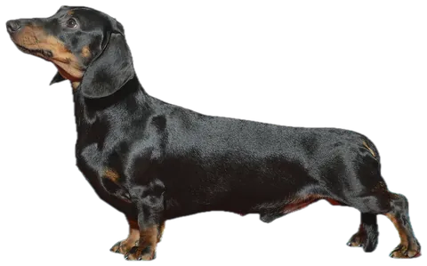 Dachshund padrão (Teckel)